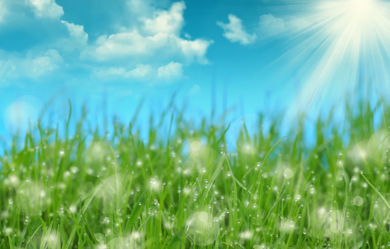 Фото обои трава, солнце, лучи, капельки, роса