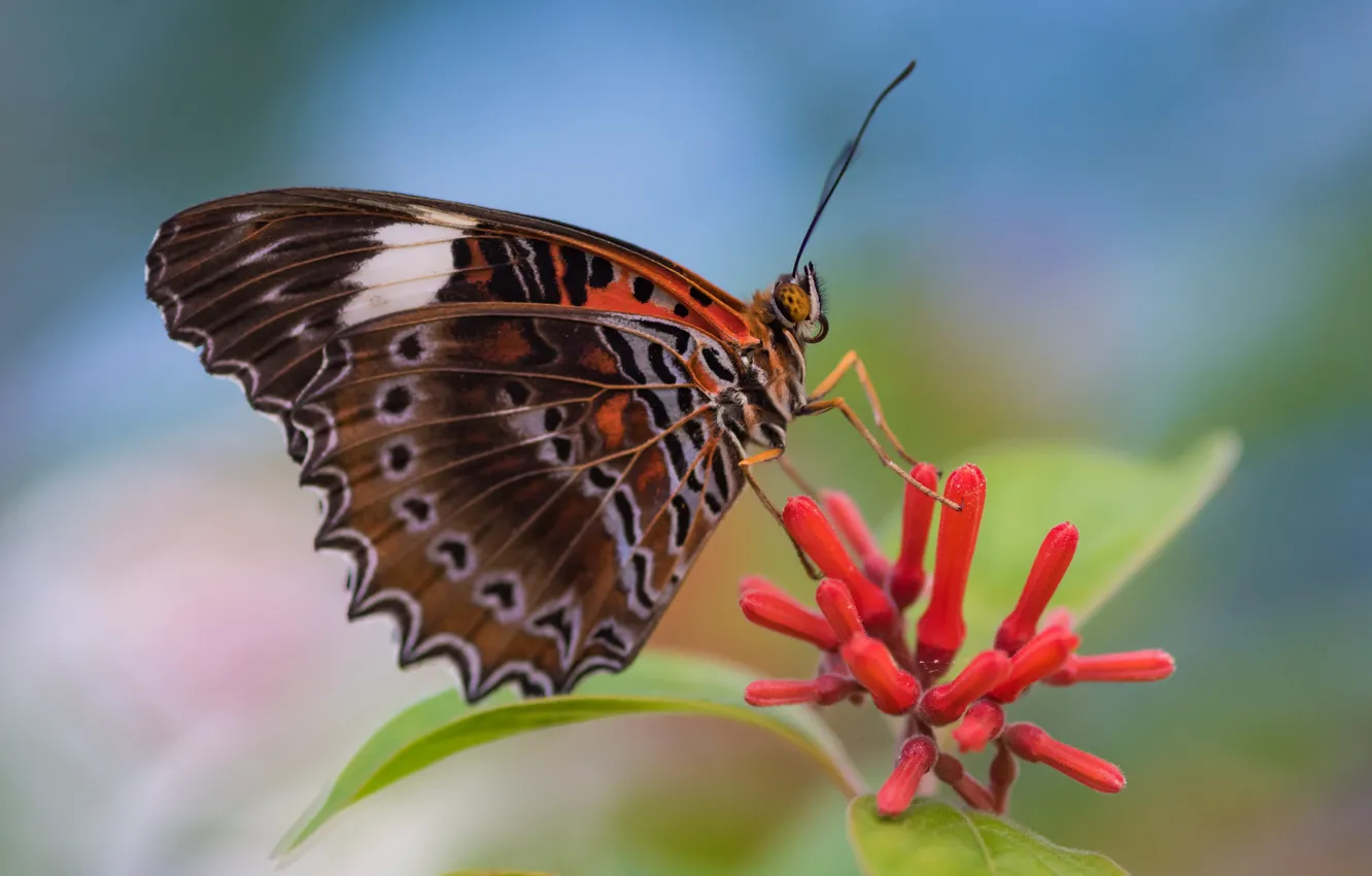 Фото обои фон, бабочка, крылышки, усики, бутончики, Fleur Walton