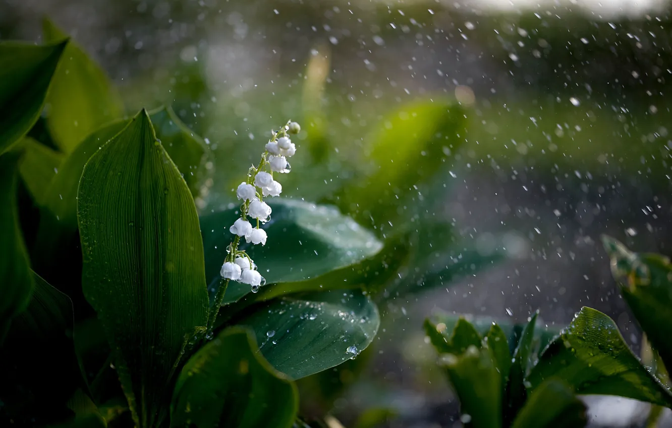 Фото обои ландыш, капли дождя, первоцвет весенний