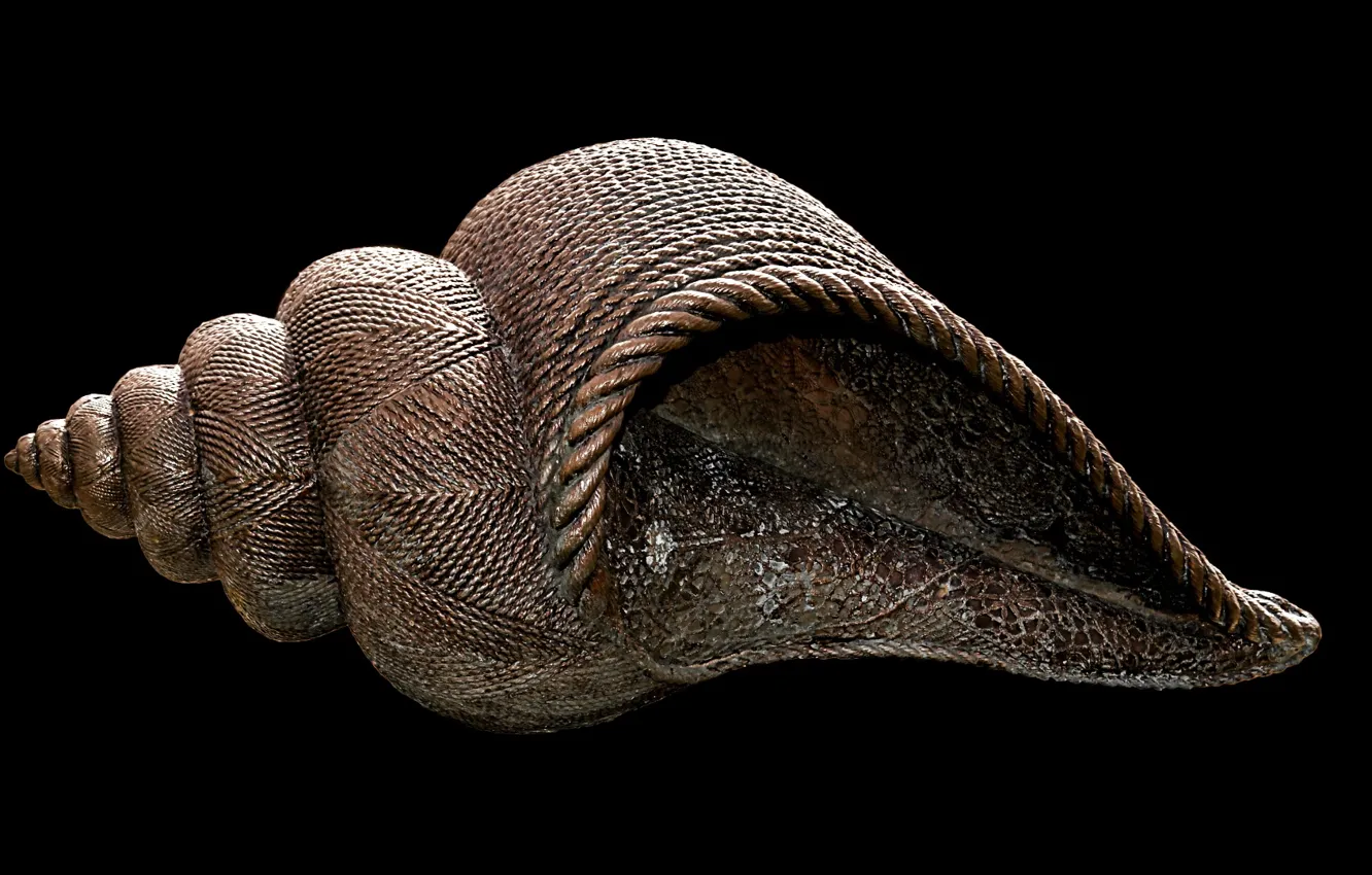 Фото обои nature, marine, seashell, conch shell, conch, photo of brown shell