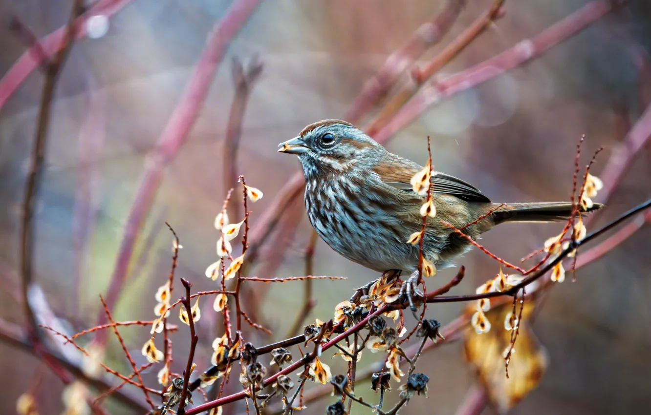 Фото обои ветки, серый, фон, птица, воробей, боке, американский певчий воробей
