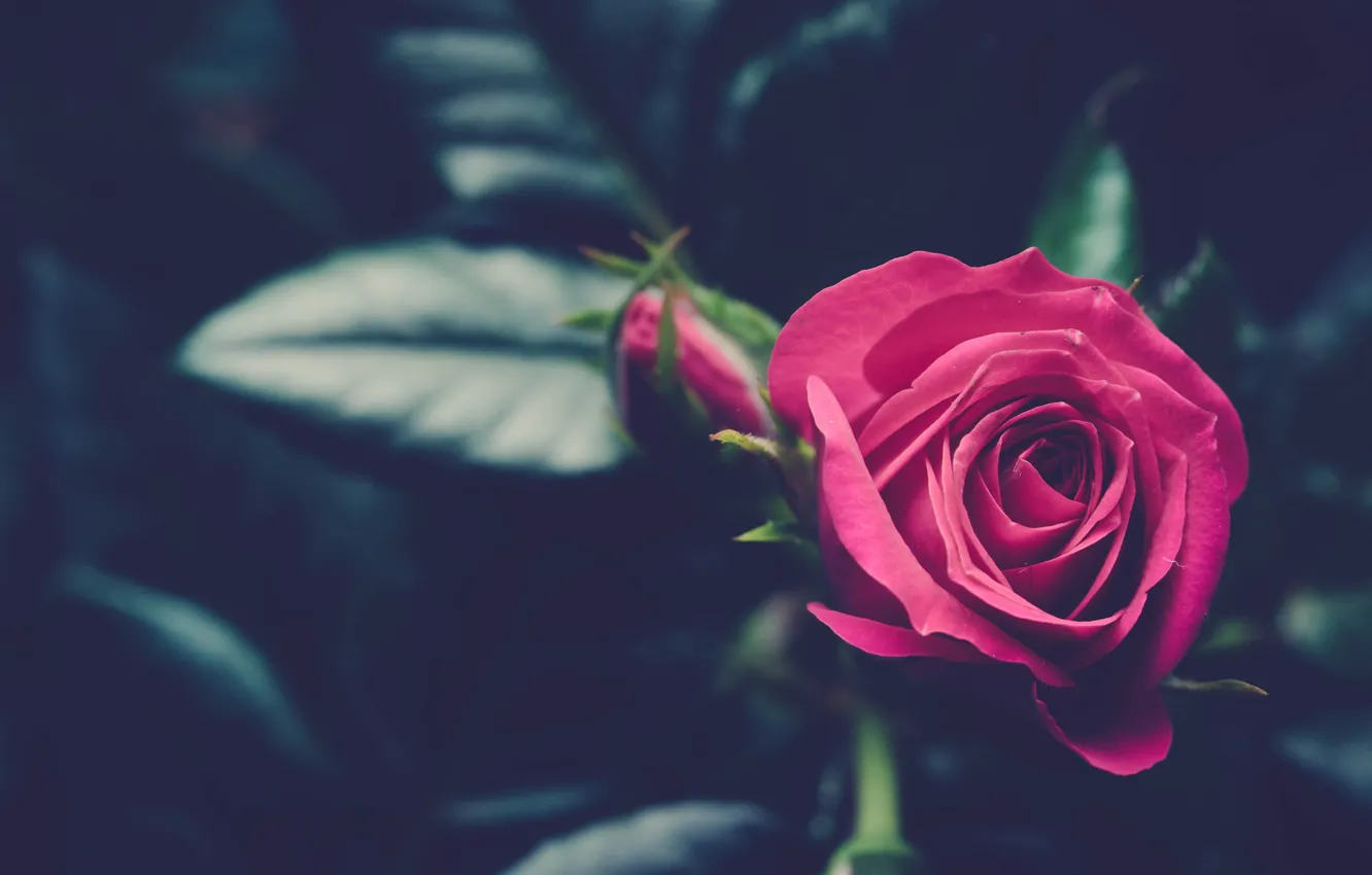 Фото обои розовый, роза, бутон