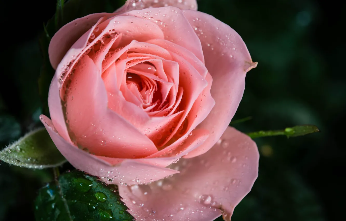 Фото обои капли, макро, роса, розовая, роза