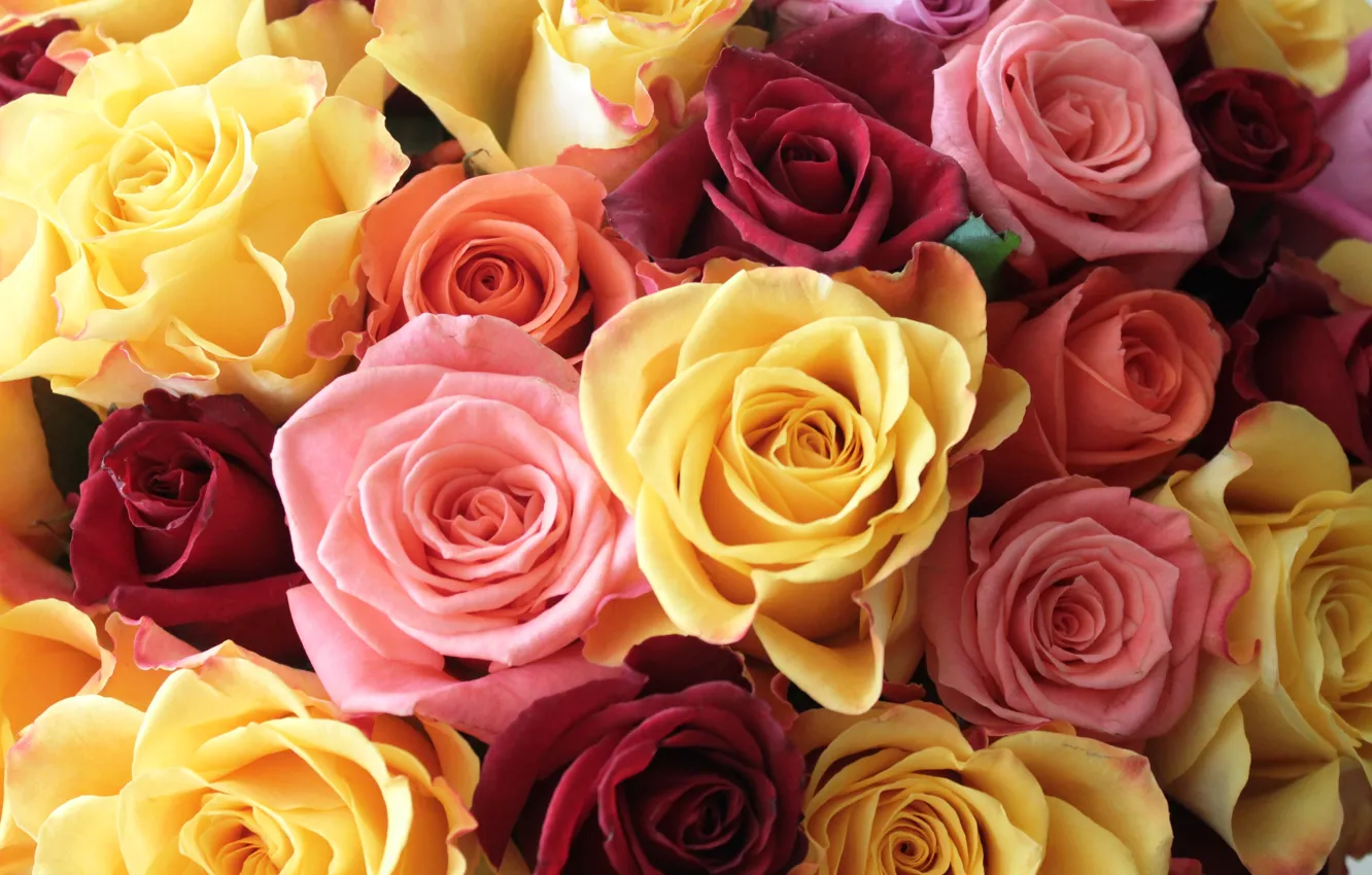 Фото обои розы, букет, разноцвет