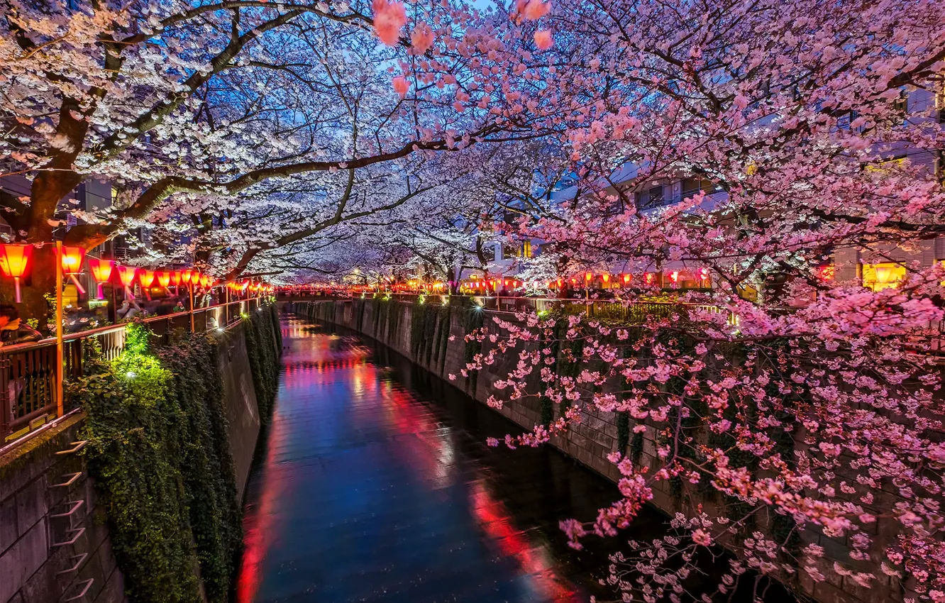 Фото обои река, весна, Япония, сакура, Токио