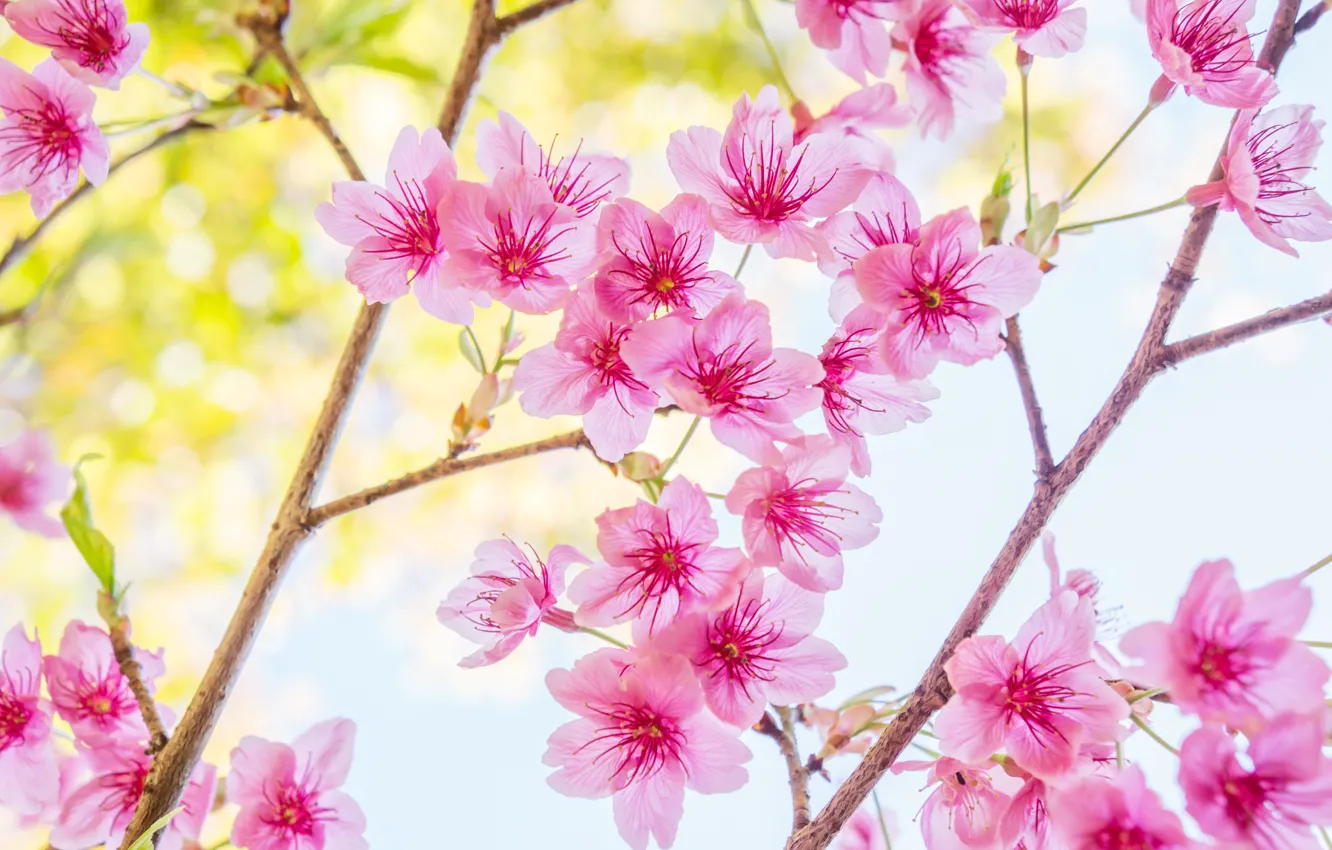 Фото обои ветки, весна, сакура, цветение, pink, blossom, sakura, cherry