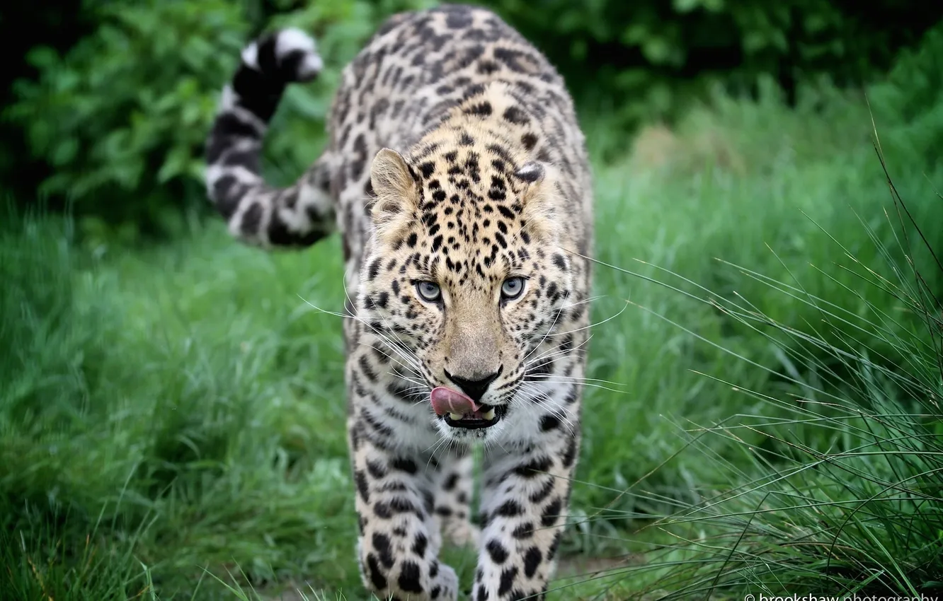 Фото обои язык, морда, хищник, леопард, прогулка, дикая кошка