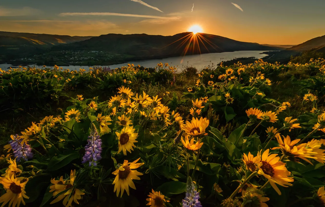 Фото обои солнце, лучи, закат, цветы, горы, озеро