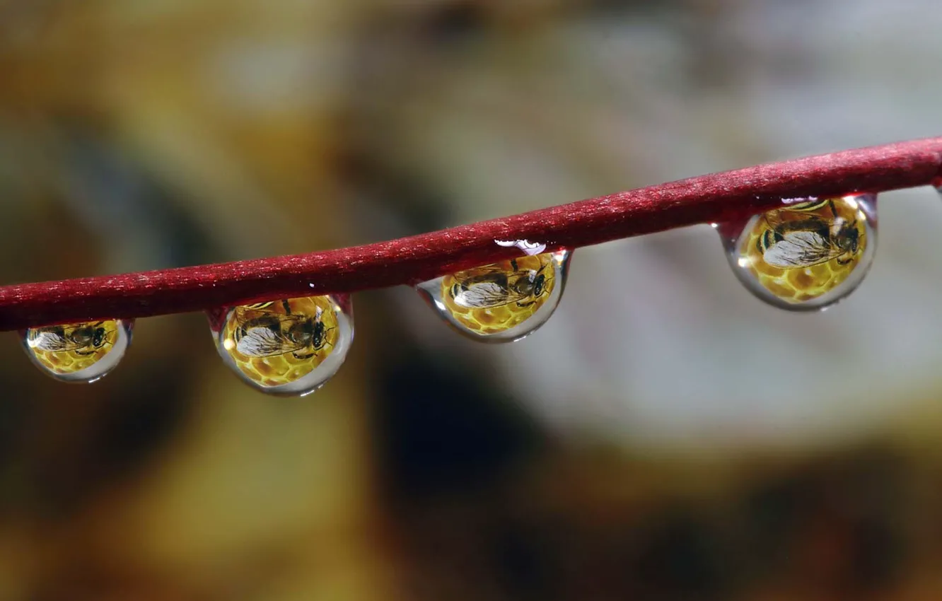 Фото обои drops, dew, branch, reflections, bee, dewdrops, hive