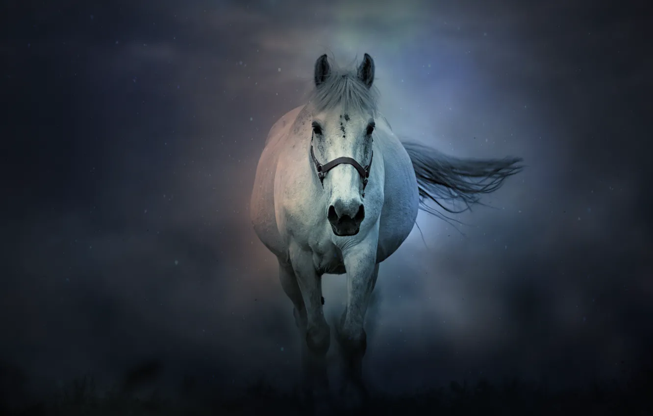 Фото обои туман, конь, лошадь