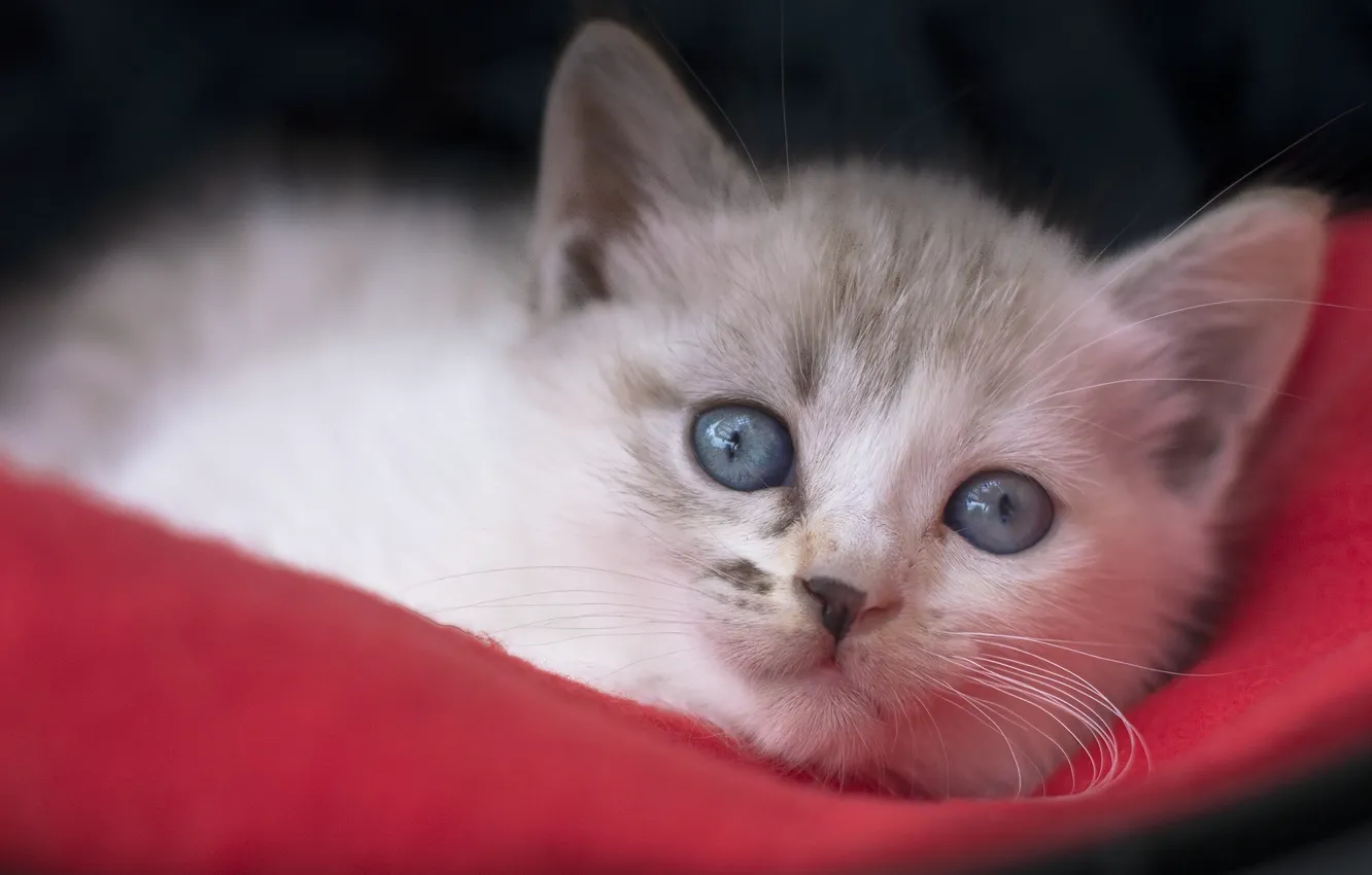 Фото обои взгляд, мордочка, котёнок, голубые глаза