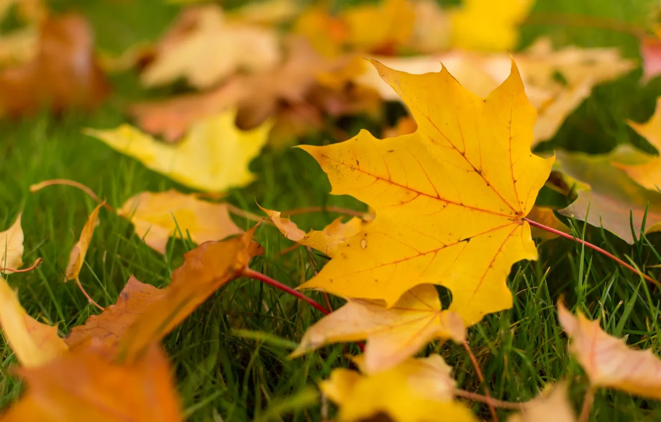 Фото обои осень, листья, макро, фон, widescreen, обои, желтые листья, листик