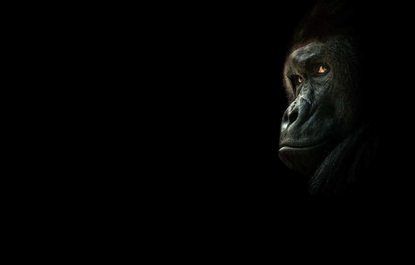 Фото обои взгляд, обезьяна, горилла, чёрный фон, тёмный фон