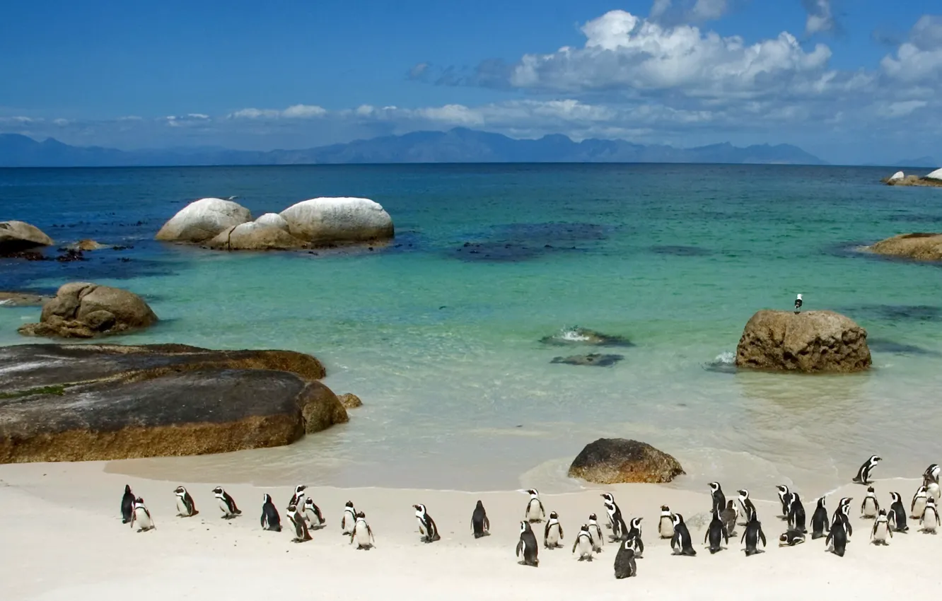 Фото обои вода, камни, берег, Пингвины