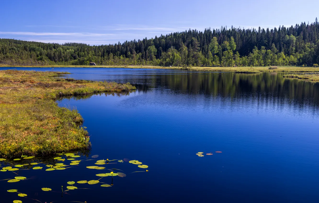 Фото обои лес, речка, Швеция