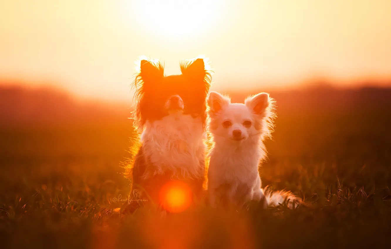 Фото обои собаки, свет, друзья