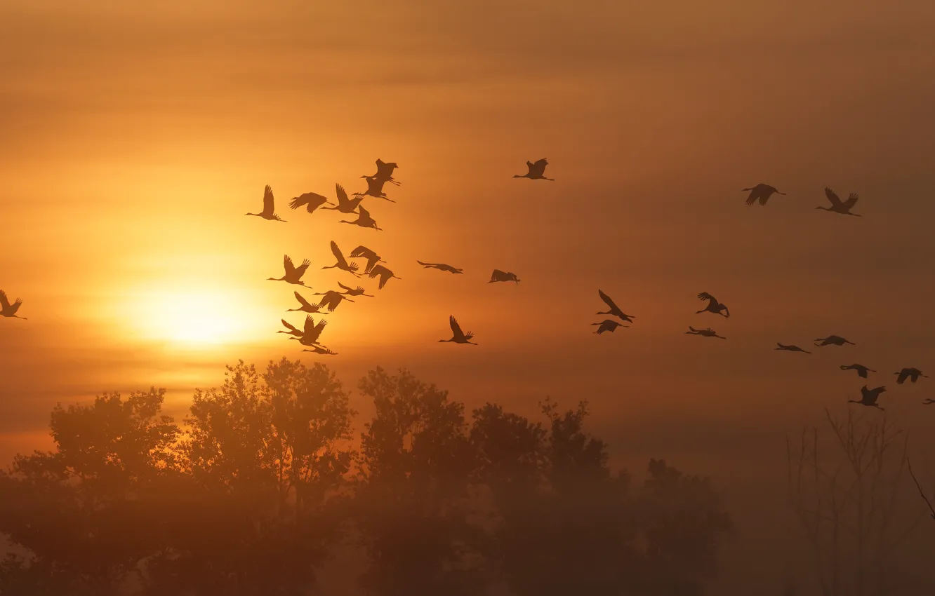 Фото обои осень, небо, солнце, полет, закат, птицы, природа, туман
