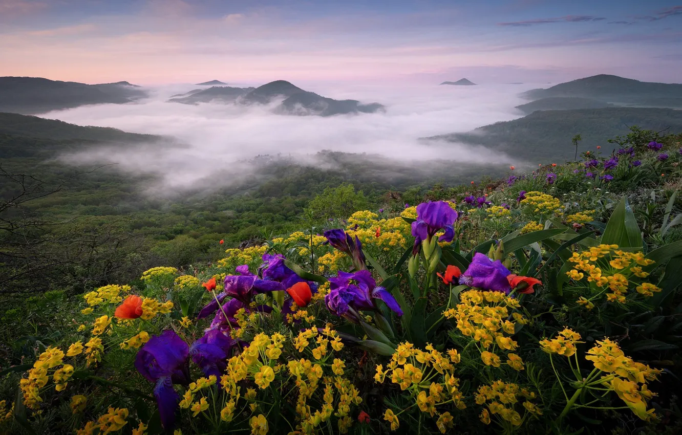 Фото обои цветы, горы, туман, холмы, весна, утро, желтые, склон
