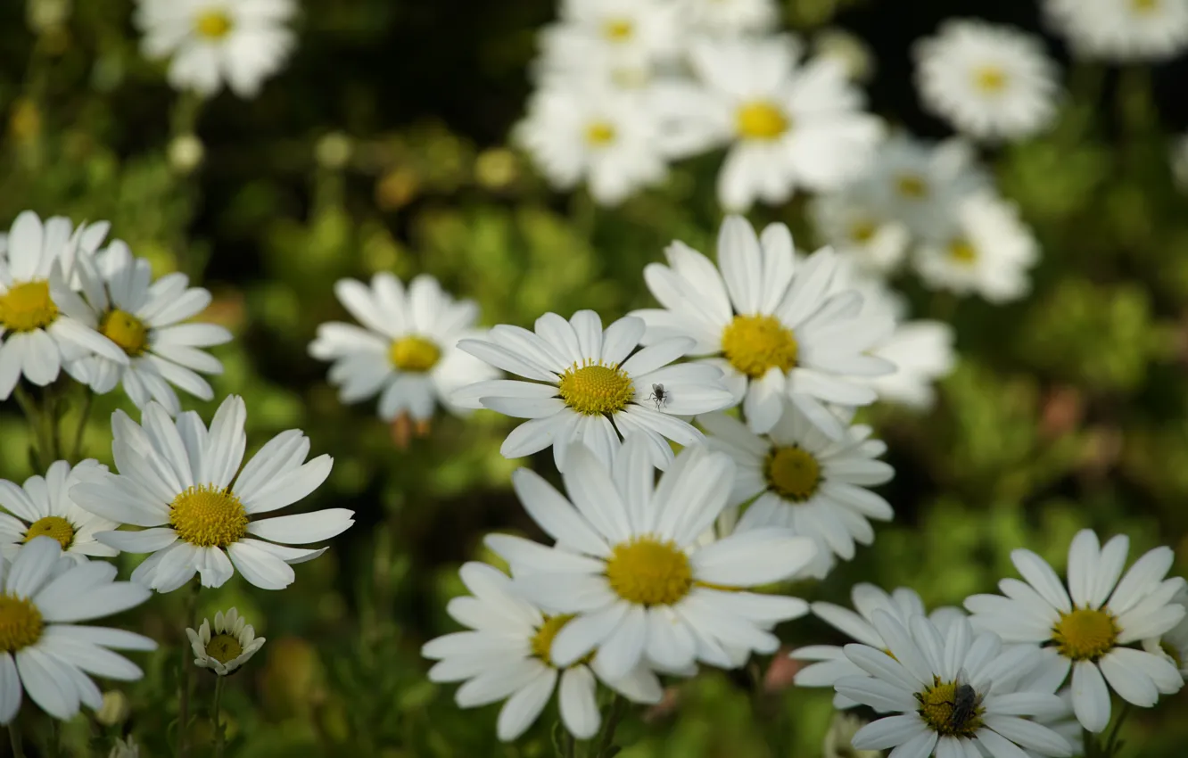 Фото обои цветы, муха, куст, ромашки, сад, белые, клумба, боке
