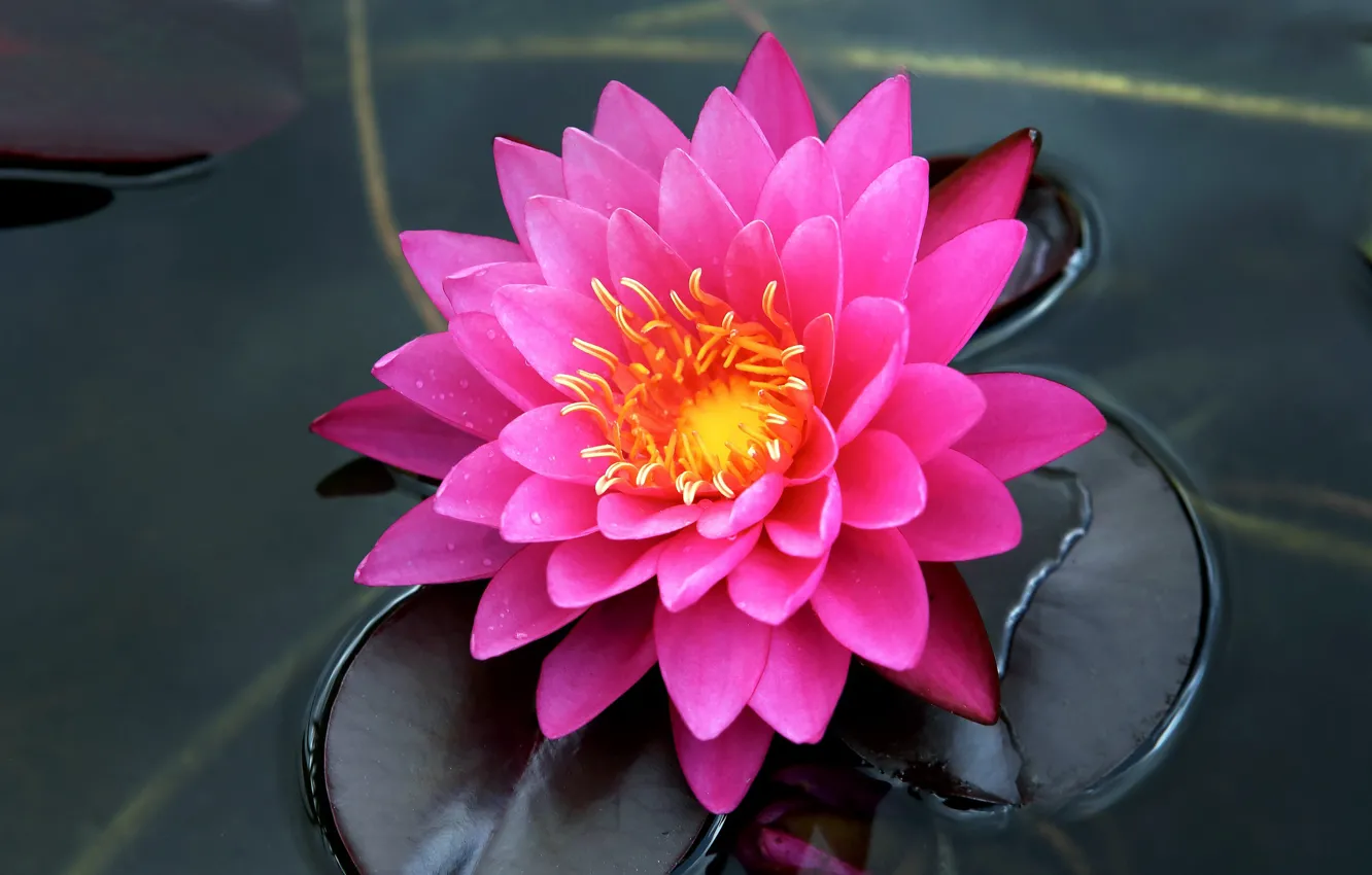 Фото обои вода, розовая, лепестки, нимфея, водяная лилия