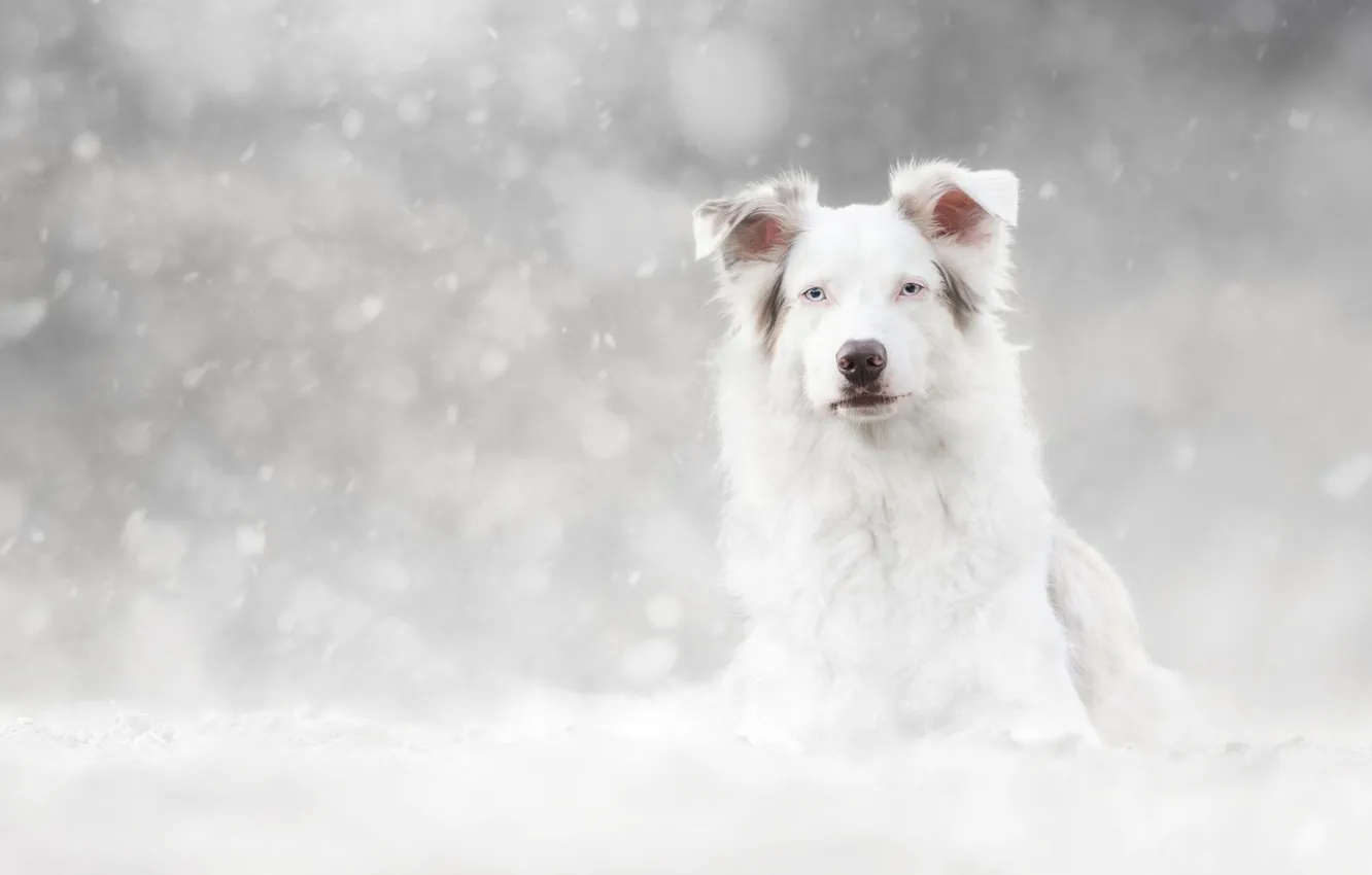 Фото обои зима, взгляд, морда, снег, портрет, собака, белая, светлый фон