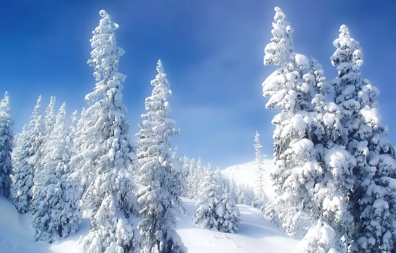 Фото обои холод, зима, снег, елки