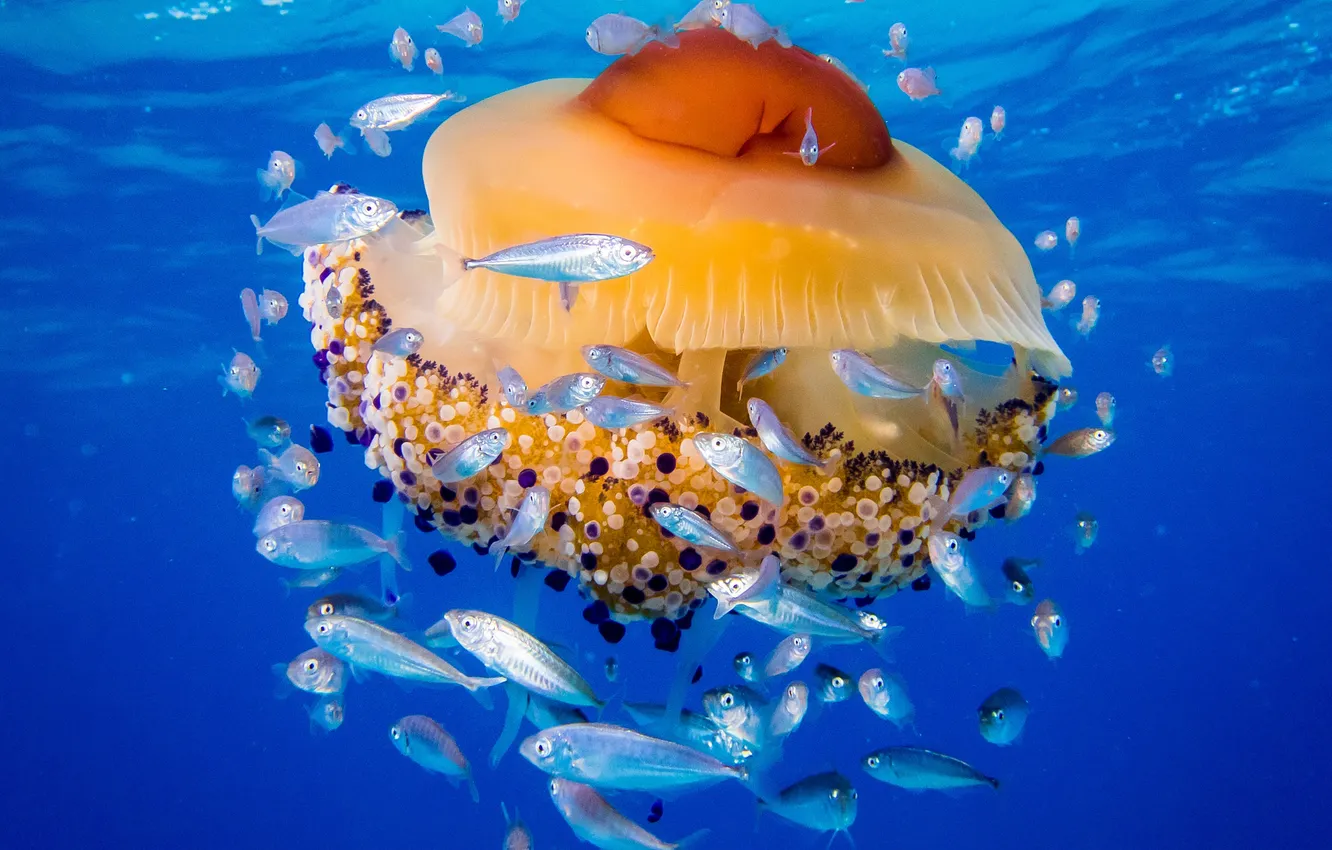 Фото обои море, рыбы, медуза, Адриатическое море, медуза Живая яичница, медуза Котилориза