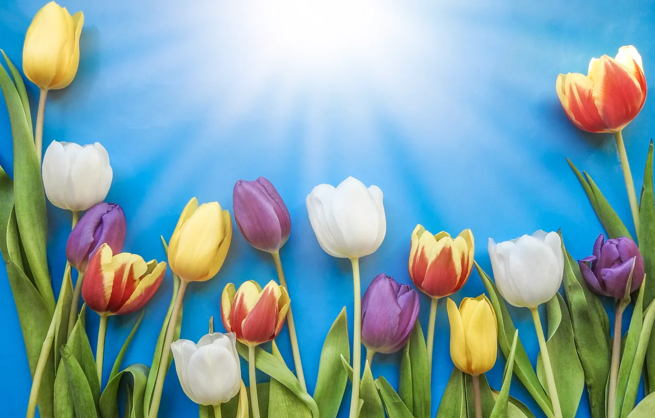 Фото обои солнце, цветы, colorful, тюльпаны, fresh, flowers, beautiful, tulips