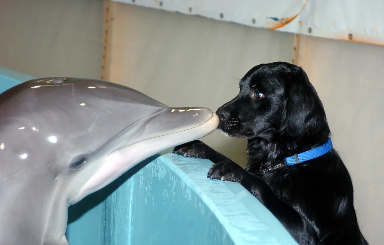 Фото обои дельфин, поцелуй, собака, дружба