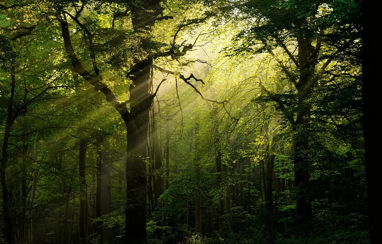 Фото обои summer, forest, landscape