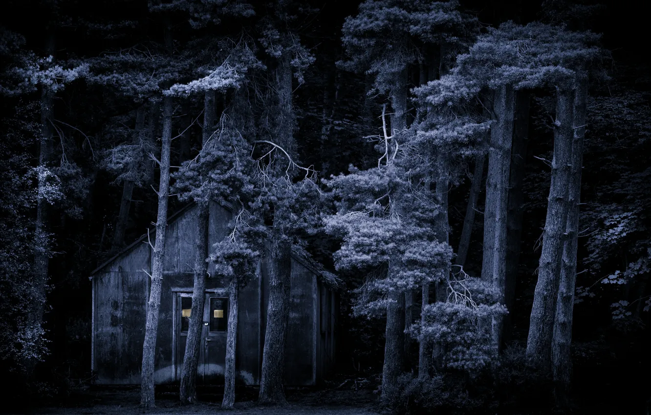 Фото обои лес, ночь, дом