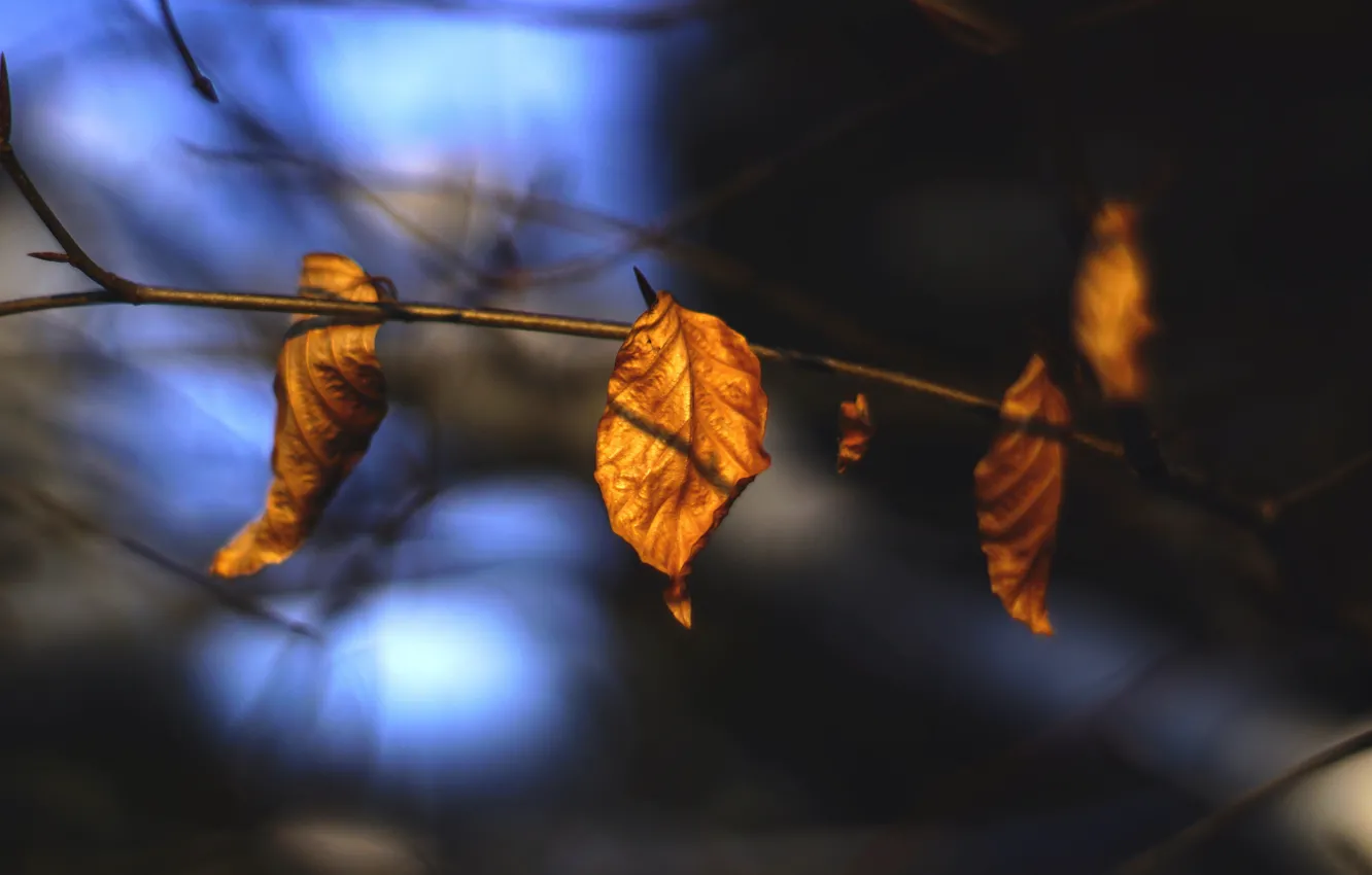 Фото обои осень, листья, макро, природа, сухие, веточки