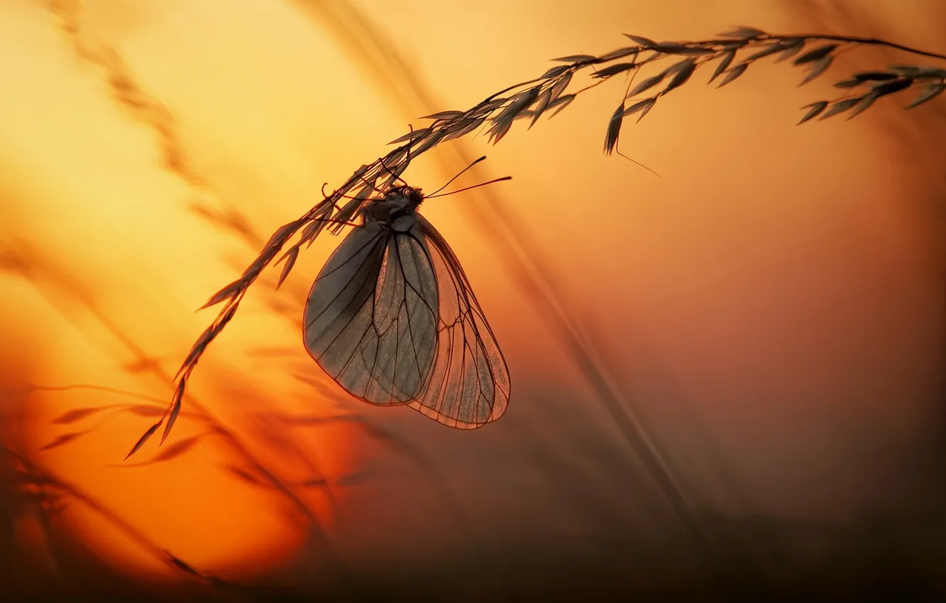 Фото обои трава, солнце, макро, свет, закат, бабочка