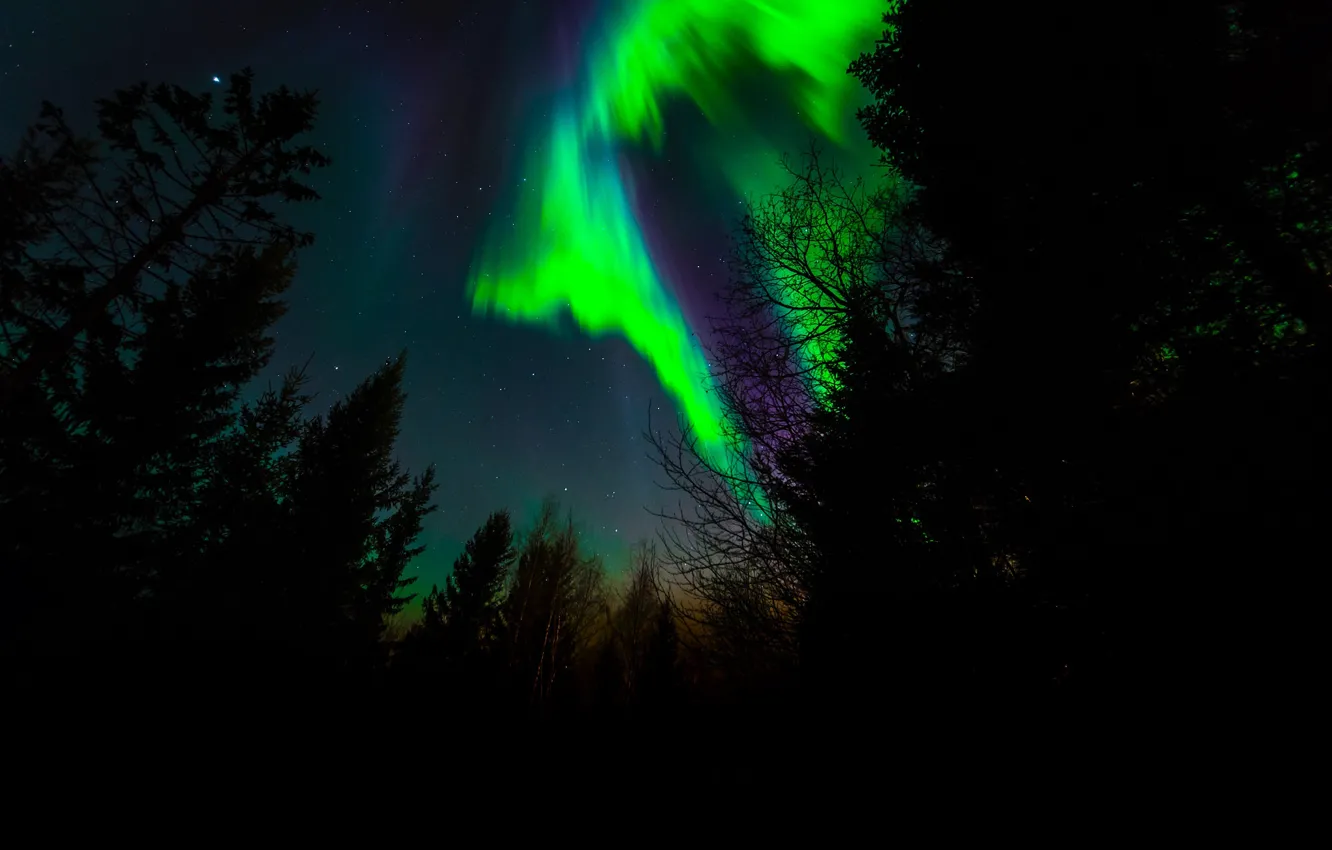 Фото обои звезды, деревья, ночь, северное сияние, силуэт, Норвегия