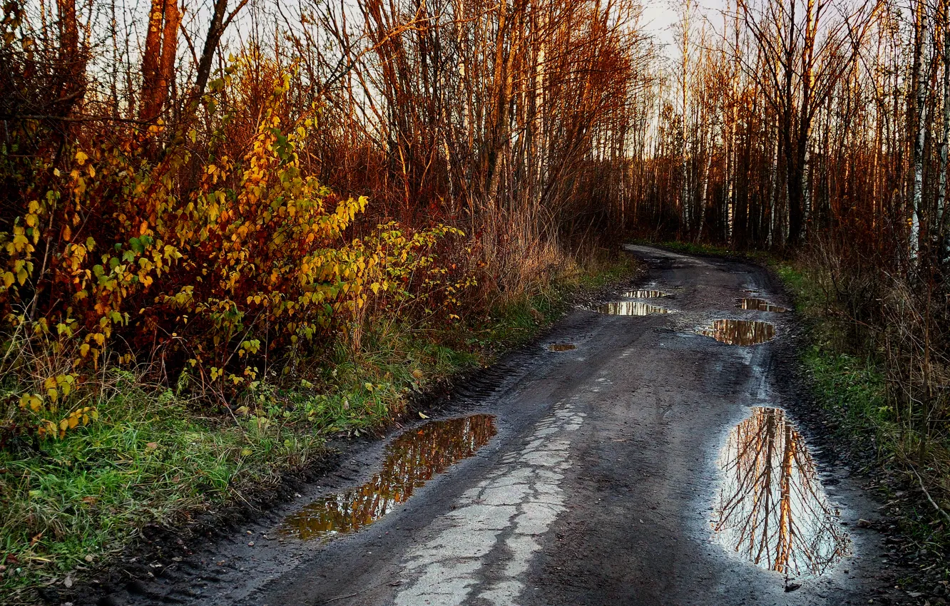 Фото обои дорога, осень, отражения, лужи