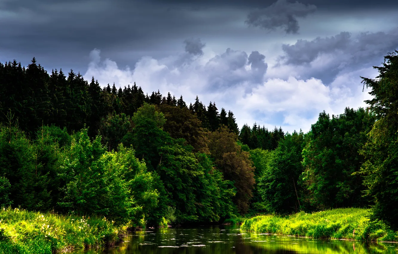 Фото обои лес, небо, облака, деревья, цветы, река
