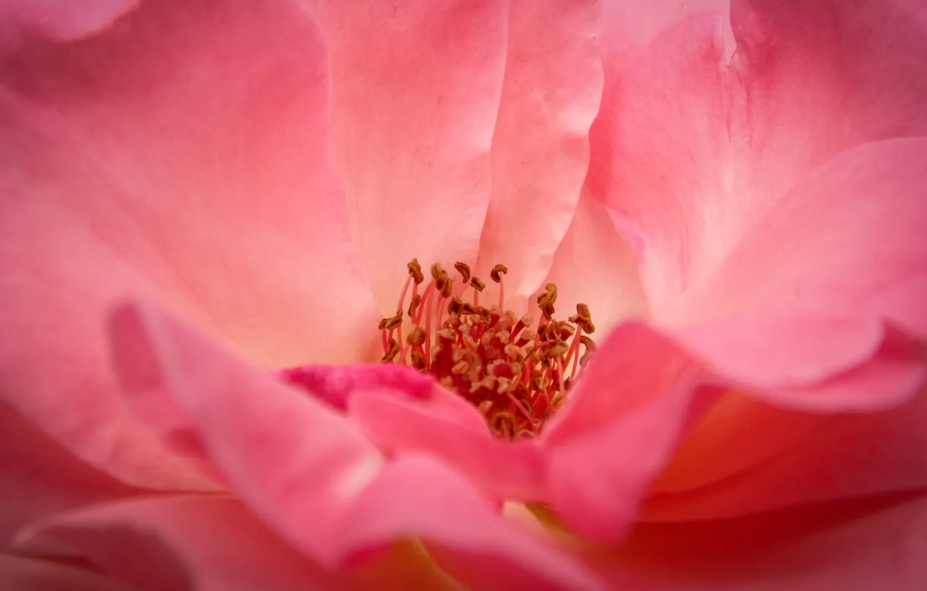 Фото обои rose, nature, pink