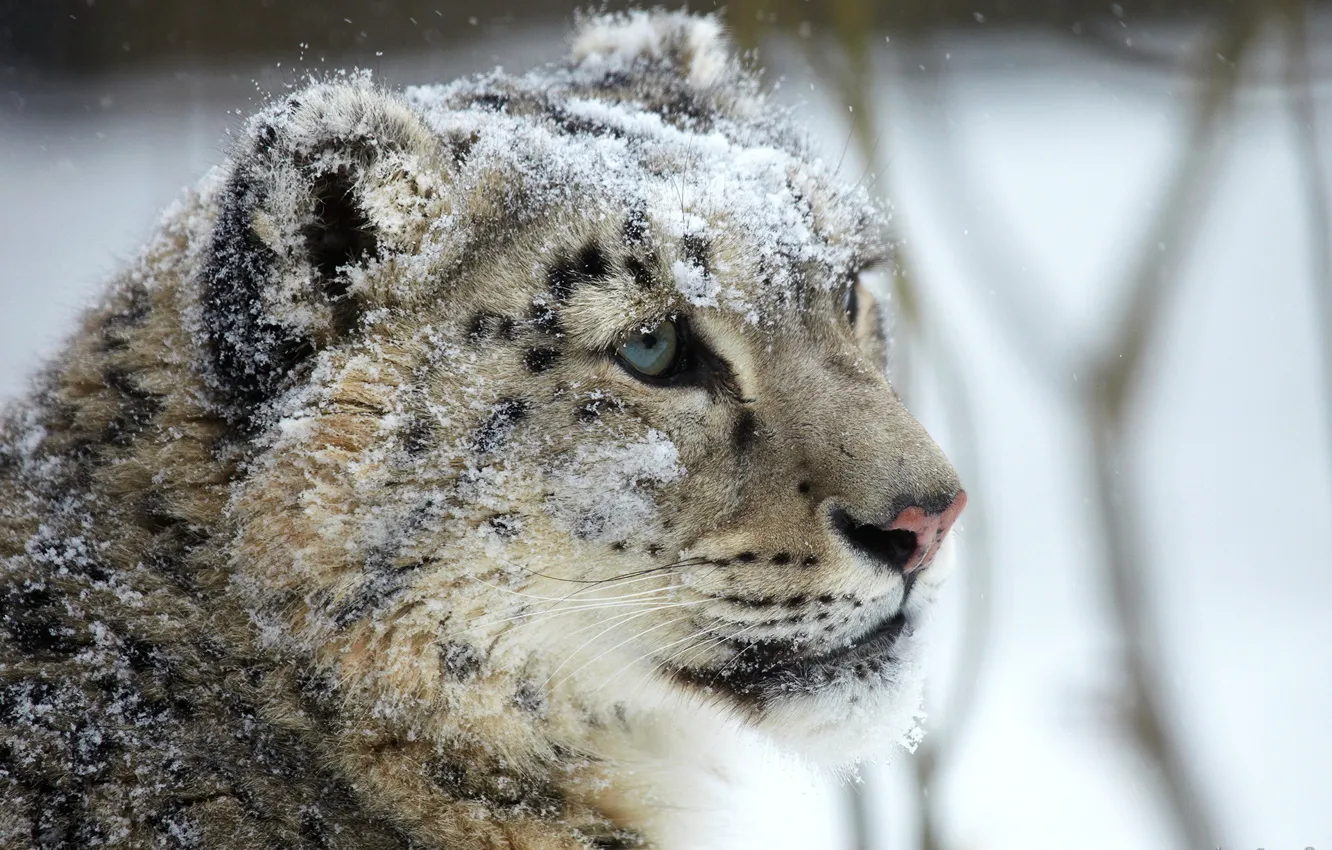 Фото обои взгляд, морда, снег, хищник, ирбис, снежный барс