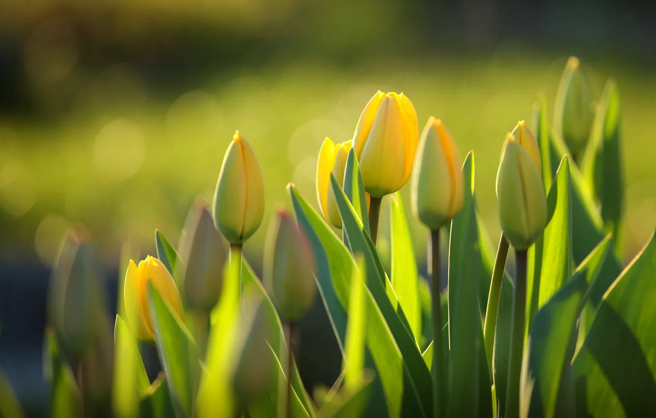 Фото обои зелень, листья, свет, цветы, тюльпан, весна, желтые, тюльпаны