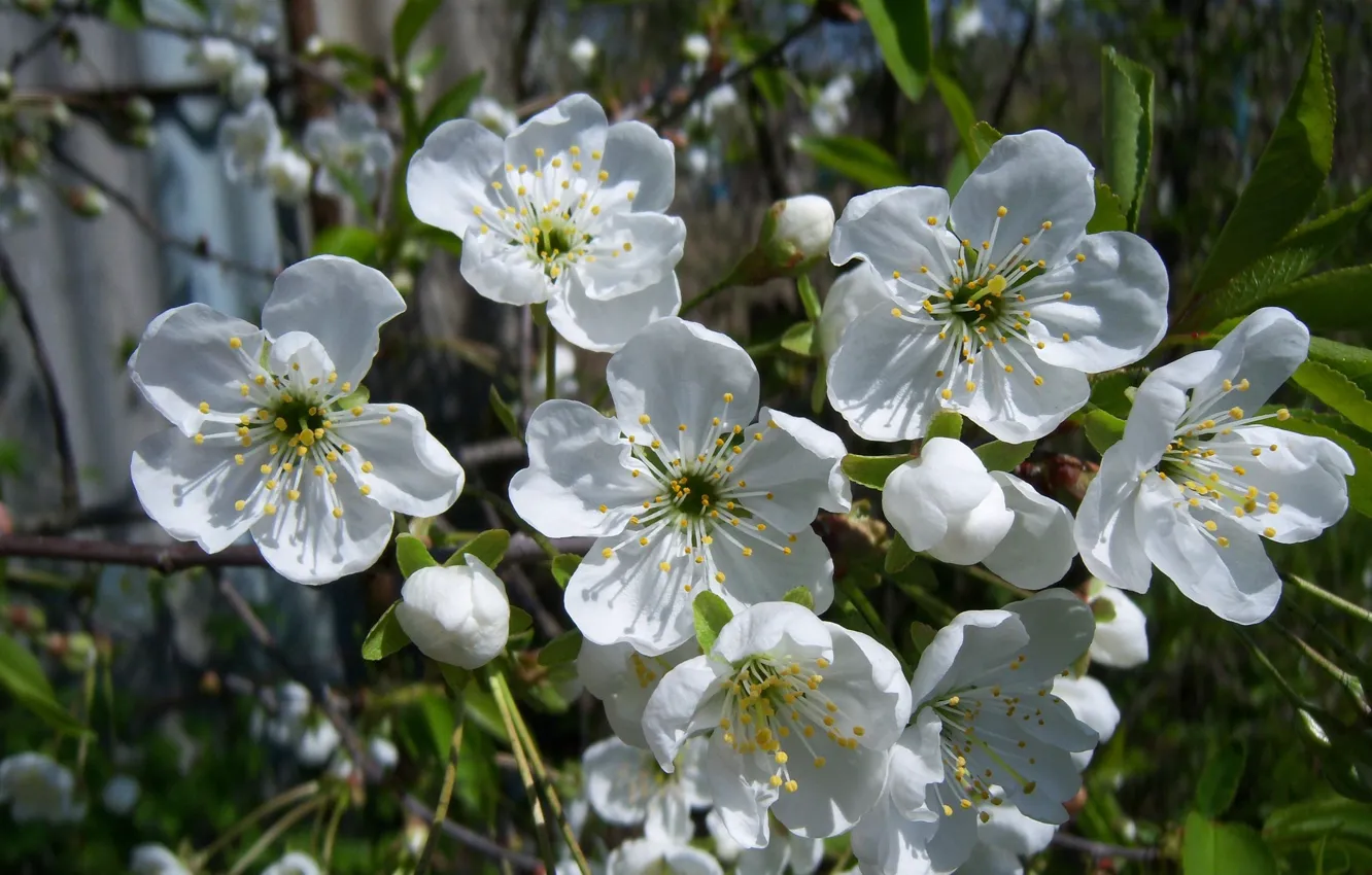Фото обои вишня, веточка, белые, цветёт, Meduzanol ©