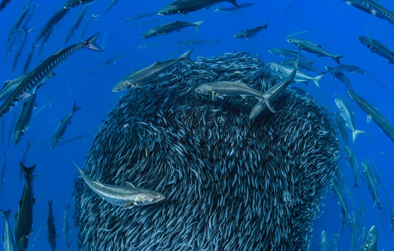 Фото обои море, рыбы, косяк, барракуда, скумбрия, Азорские острова, Формигаш