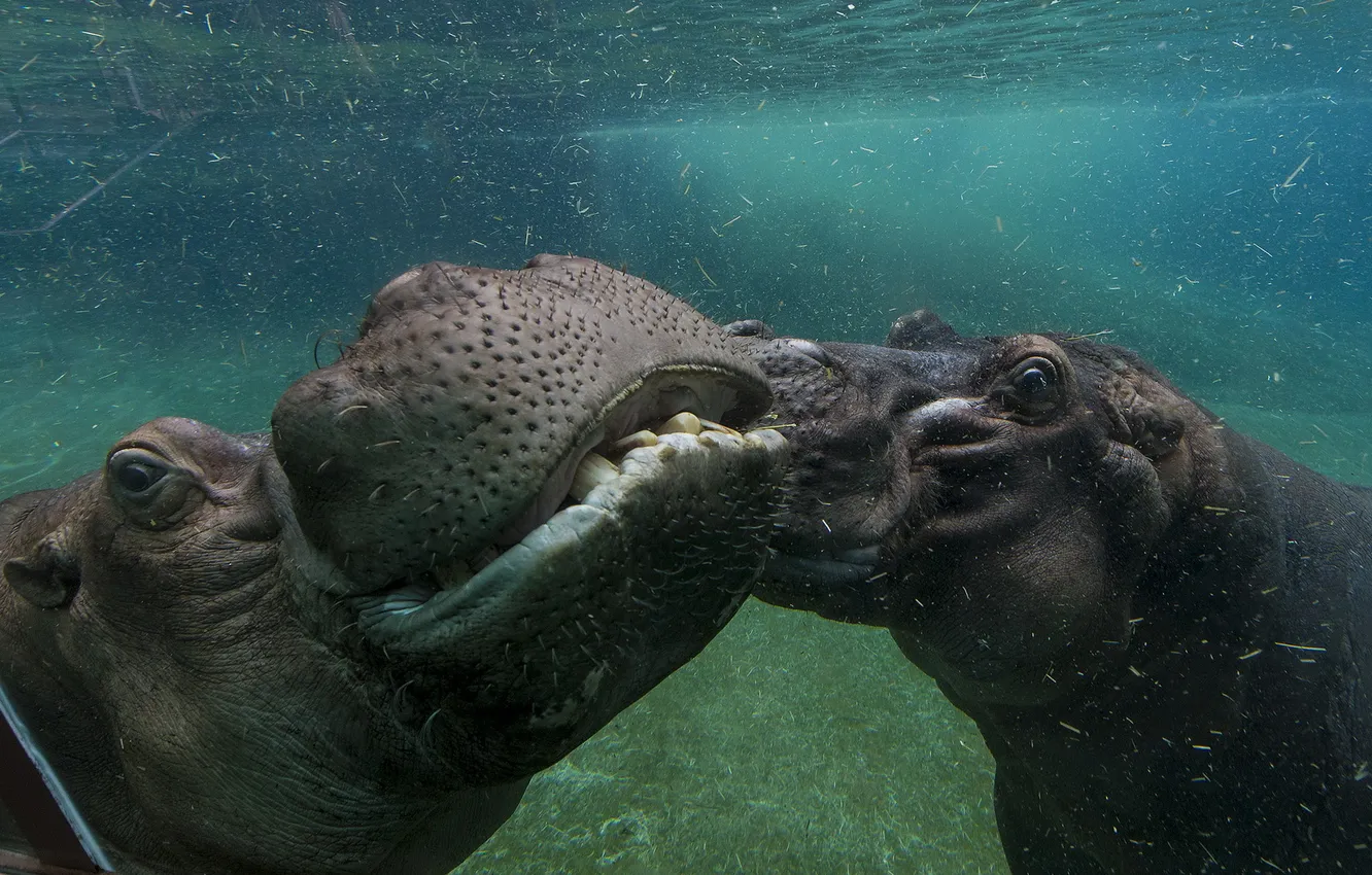 Фото обои animals, hippo, san diego zoo