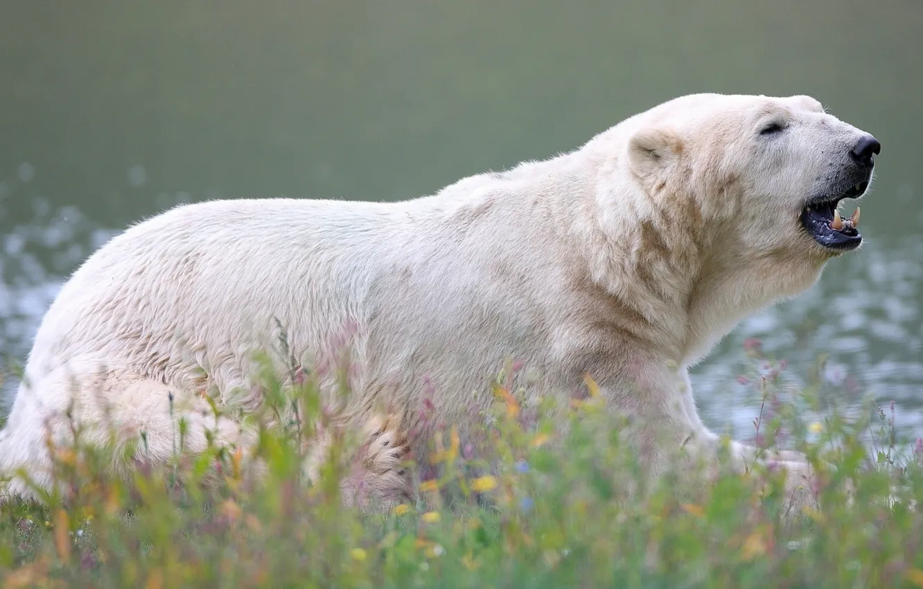 Фото обои медведь, зверь, белый медведь, полярный медведь