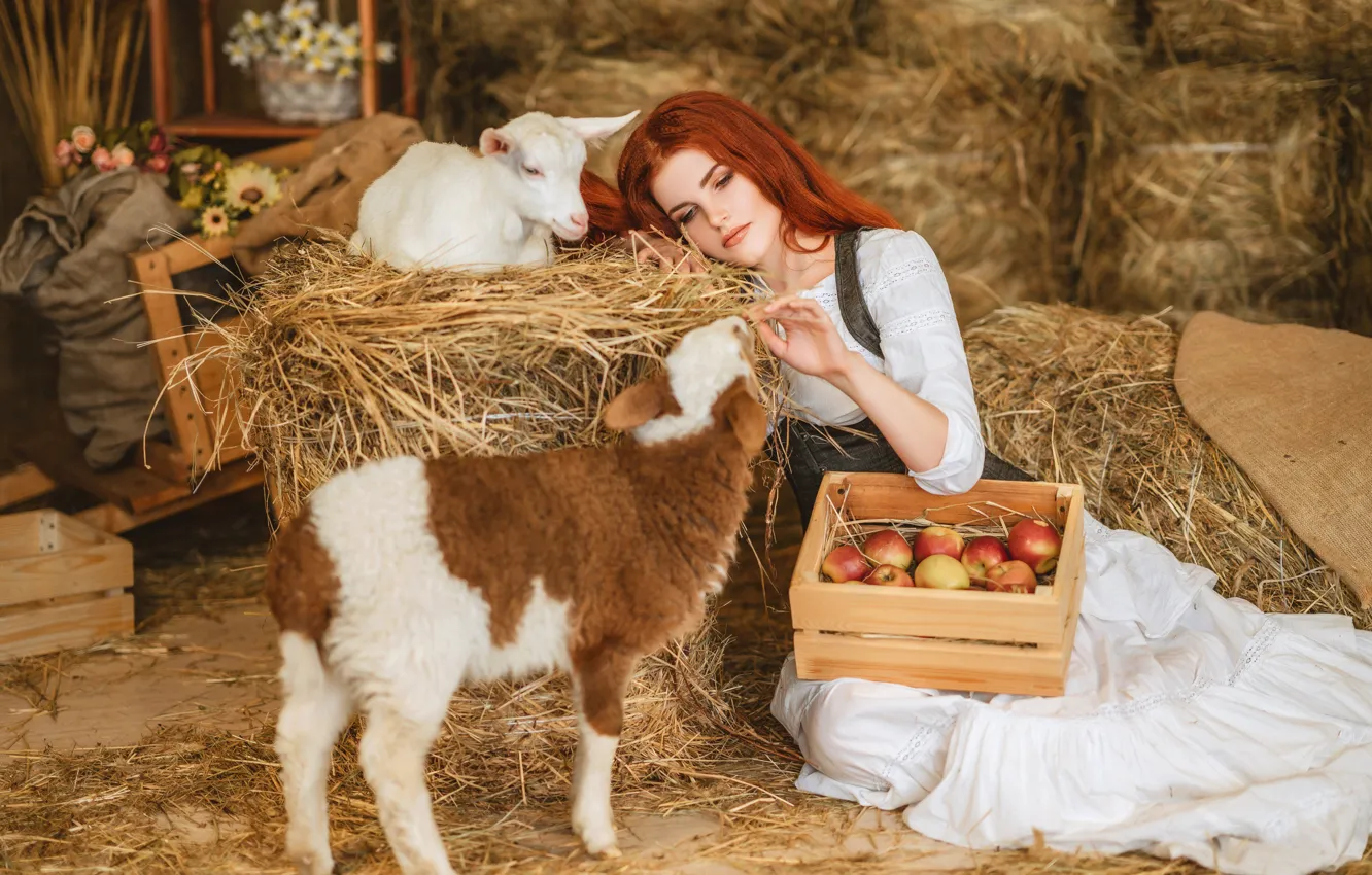 Фото обои девушка, яблоки, сено, рыжая, барашек, ящик, рыжеволосая, овечка