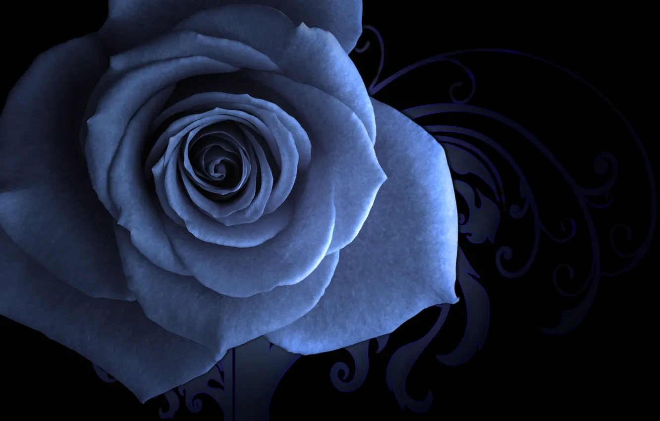 Фото обои заставка, голубая роза, узорный фон