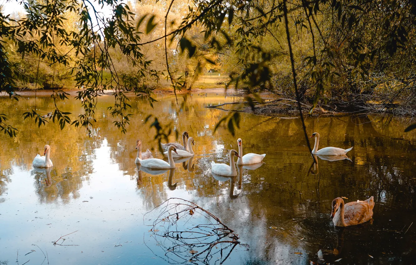 Фото обои осень, птицы, белые, лебеди, водоем