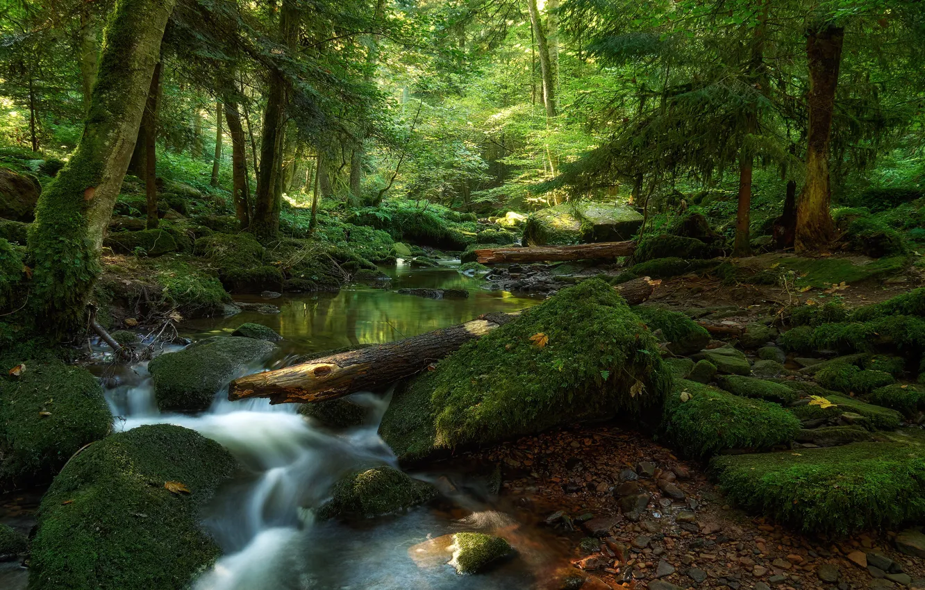 Фото обои зелень, лес, свет, деревья, галька, ручей, камни, заросли
