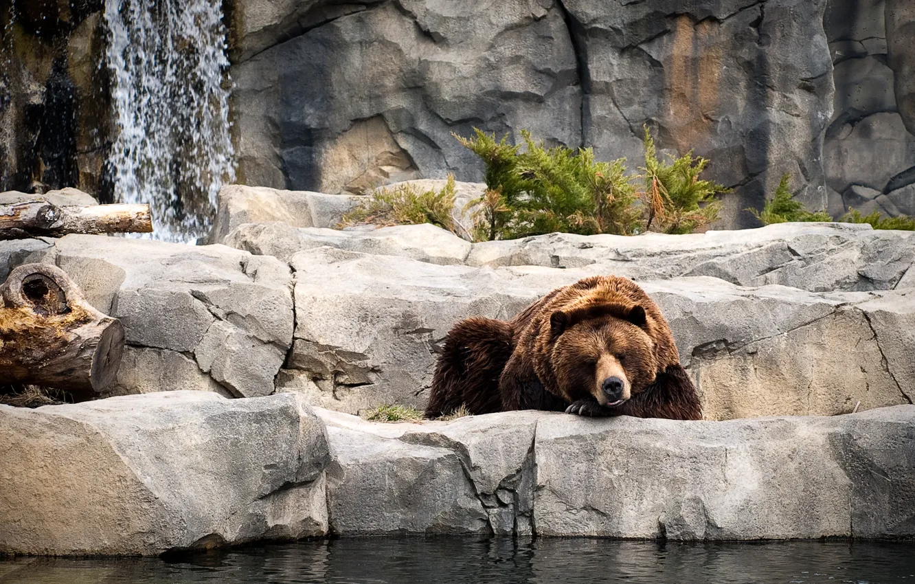 Фото обои вода, камни, растение, медведь, спит, отдыхает, зоопарк