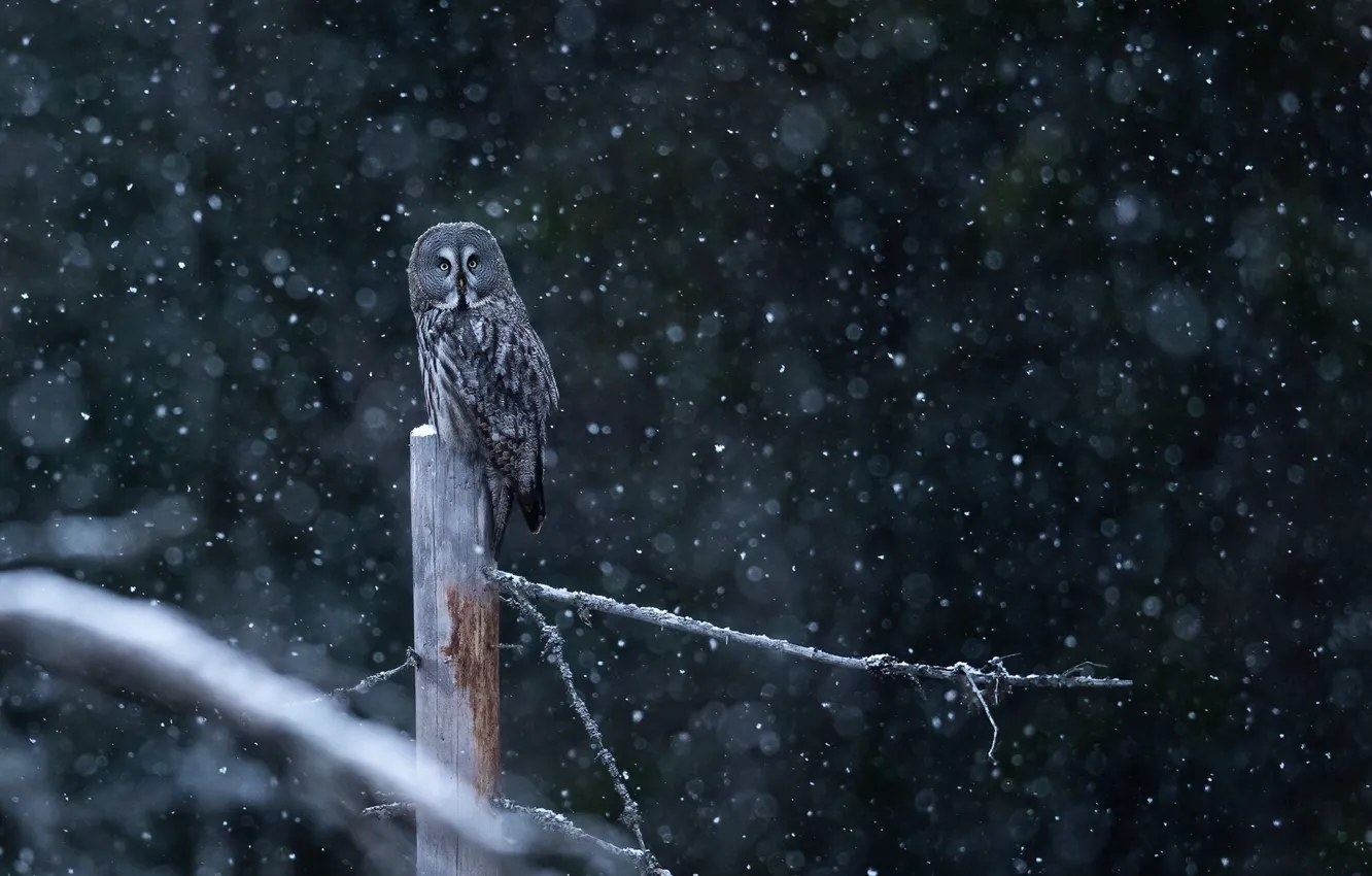 Фото обои зима, снег, ветки, природа, темный фон, дерево, сова, птица
