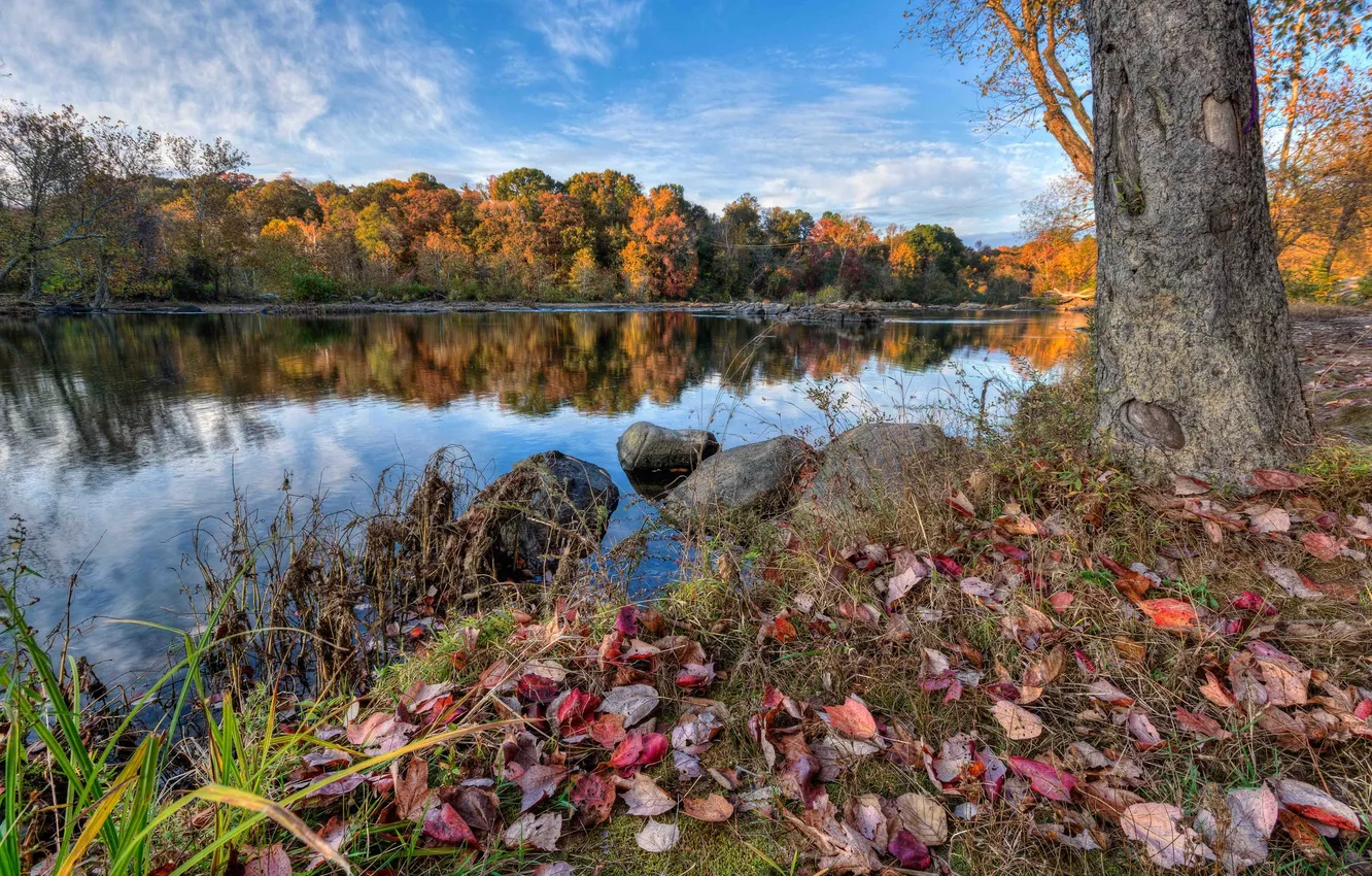 Фото обои осень, небо, трава, листья, река, дерево